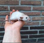 Jonge ratjes en dwergratjes, heel tam, verschillende kleuren, Dieren en Toebehoren, Knaagdieren, Oktober, Rat, Tam