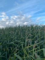 Maïs ensilage, Zakelijke goederen, Ophalen