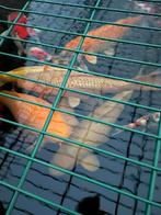 Japanse koi 3 jaar tel 0484508252, Dieren en Toebehoren