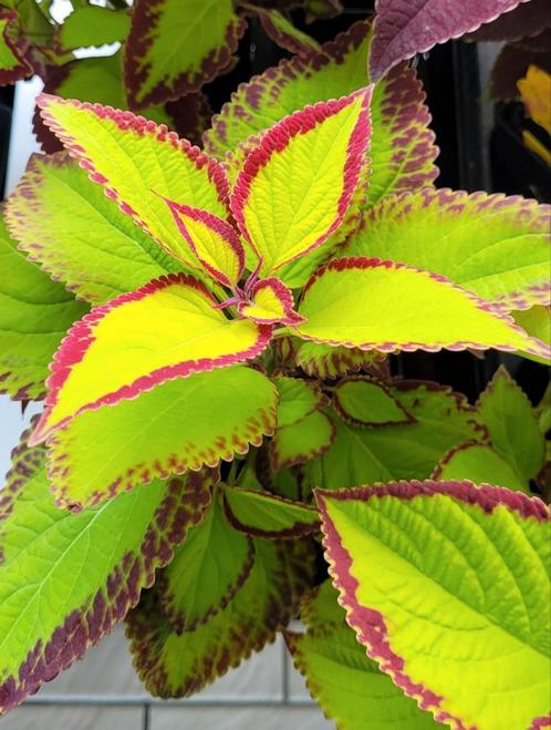 siernetel / coleus, Jardin & Terrasse, Plantes | Arbres, Enlèvement