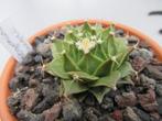 Cactus Obregonia denegrii, Halfschaduw, Vaste plant, Overige soorten, Ophalen