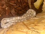 Elaphes de blé, Animaux & Accessoires, Reptiles & Amphibiens, Serpent, Avec terrarium, 3 à 6 ans