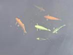 7 japanse koi, 1 diamandsteur en albino steur, Karper of Koi