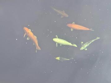 7 japanse koi, 1 diamandsteur en albino steur beschikbaar voor biedingen