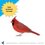 rode kardinalen gevraagd, Animaux & Accessoires, Oiseaux | Oiseaux Autre