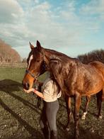 Moet weg merrie, Dieren en Toebehoren, Paarden, Merrie, Gechipt, Zadelmak, 7 tot 10 jaar