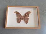 Attacus Atlas vlinder in lijst taxidermie, Ophalen, Nieuw
