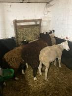 Aankoop van schapen en geiten, Dieren en Toebehoren, Schapen, Geiten en Varkens