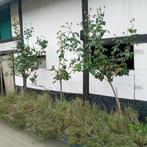 3 stuks Rozenstruiken, Tuin en Terras, Planten | Struiken en Hagen, Ophalen