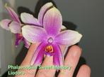 Phalaenopsis Sweet Memory Liodoro, Ophalen of Verzenden