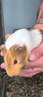 Jonge cavia, Dieren en Toebehoren, Knaagdieren, Mei, Cavia