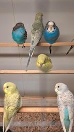 Jonge tcb grasparkieten, Dieren en Toebehoren