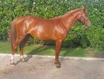 Ciao Bella Z (copycat z x fruehlingshaft), Dieren en Toebehoren, Paarden, Merrie, Springpaard, Minder dan 160 cm, 0 tot 2 jaar