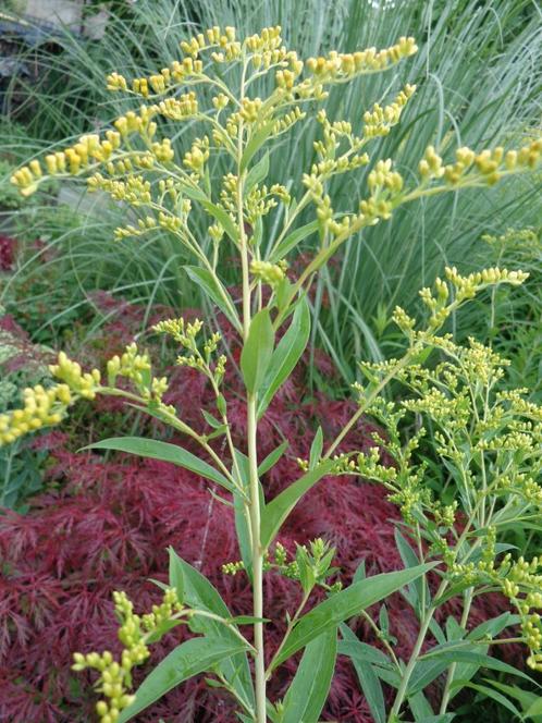 plante : solidago : racines (5 racines / 2,00 €), Jardin & Terrasse, Plantes | Jardin, Plante fixe, Graminées ornementales, Mi-ombre