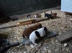 Prachtige jack russel puppy’s, teefjes jackrussel, België, Particulier, Jack Russell Terriër, 8 tot 15 weken