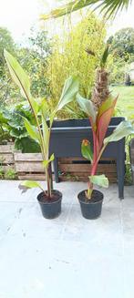 Ensetemontbelliardii & ventricosum maurelli banaan, Tuin en Terras, Planten | Tuinplanten, Ophalen