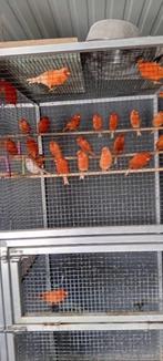 kanaries rood en roodagaat, Dieren en Toebehoren, Vogels | Kanaries, Meerdere dieren, Kleurkanarie