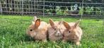 Dwergkonijntjes, Dieren en Toebehoren, Konijnen, Mannelijk, Dwerg, 0 tot 2 jaar