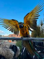 Ara blauwe gele, Dieren en Toebehoren, Vogels | Parkieten en Papegaaien