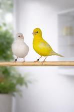 Nog enkele kanaries kwaliteitsvolle Fife Fancy, Dieren en Toebehoren, Meerdere dieren