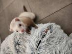 DRINGEND nieuw thuisje gezocht, Fret, April, Meerdere dieren, Tam