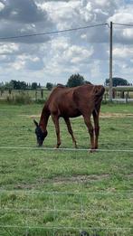 Mooie vosse merrie, Dieren en Toebehoren, Paarden, Merrie