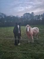 Mooie zwarte tinkerruin, Dieren en Toebehoren, Ophalen