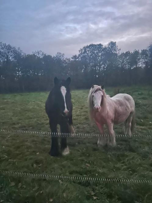 Mooie zwarte tinkerruin, Dieren en Toebehoren, Paarden en Pony's | Verzorgingsproducten, Ophalen