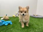 PomChi pups, België, CDV (hondenziekte), 8 tot 15 weken, Meerdere