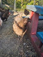 Blue de landes hen