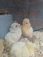 Kuikens  Hollanders  kuif, Dieren en Toebehoren, Pluimvee