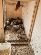 Chinese dwergkwartel, Dieren en Toebehoren, Meerdere dieren
