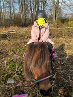 Shetlander merrie met stamboom, Dieren en Toebehoren, Merrie, B, Gechipt, A pony (tot 1.17m)