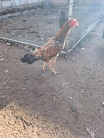 Hint shomo, Dieren en Toebehoren, Pluimvee