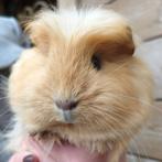 Cavia beer sheltie, Octobre, Mâle, Cobaye