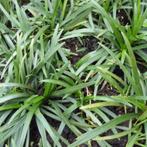 ophiopogon jap. minor in pot  , groenblijvend  een 15 stuks, Tuin en Terras, Planten | Tuinplanten, Ophalen