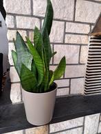 Sanseveria te koop,moet dringend weg., Ophalen of Verzenden