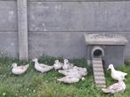 Zilver Carolina/ siereend, Dieren en Toebehoren, Pluimvee, Meerdere dieren, Eend