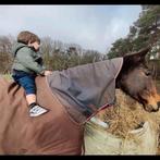 Bwp fokmerrie, Dieren en Toebehoren, Paarden, Merrie, Gechipt, Dressuurpaard, L