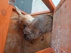 1-jarig dwergkonijn te koop, Dieren en Toebehoren, Meerdere dieren, Dwerg, 0 tot 2 jaar