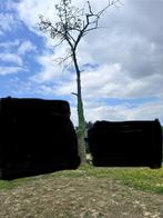 Gratis brandhout en heb je ervaring met bomen kappen?, Tuin en Terras, Ophalen
