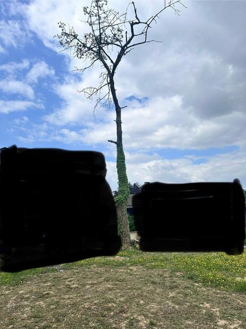 Gratis brandhout en heb je ervaring met bomen kappen?, Tuin en Terras, Planten | Fruitbomen, Ophalen