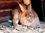 Mannetje konijn vaak van Bourgondië x Californian rammelaar, Dieren en Toebehoren, Konijnen