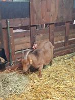 Gecastreede bokjes, Dieren en Toebehoren, Mannelijk, Geit, 6 jaar of ouder