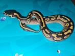 Ballpython#pythonregius, Dieren en Toebehoren, Reptielen en Amfibieën