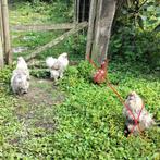 Zijdehoen haantjes, Dieren en Toebehoren, Mannelijk, Kip