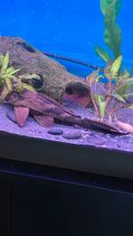 Pleco l 001 27cm, Dieren en Toebehoren, Vissen | Aquariumvissen