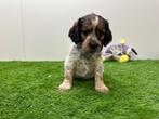 Engelse Cocker x Kooikerhondje pups, België, CDV (hondenziekte), 8 tot 15 weken, Meerdere