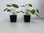 Plante à monnaie de Chine / Pilea peperomioides Diels, Ophalen