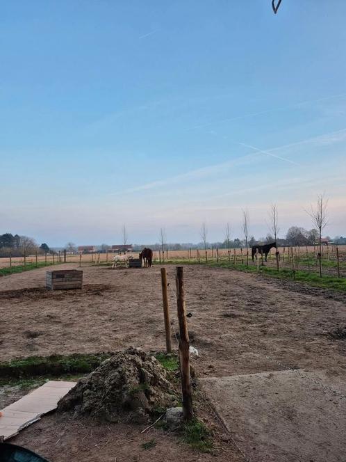 Plek vrij op Paddock Paradise kampenhout, Dieren en Toebehoren, Stalling en Weidegang, Stalling, Weidegang, Accessoires, 1 paard of pony